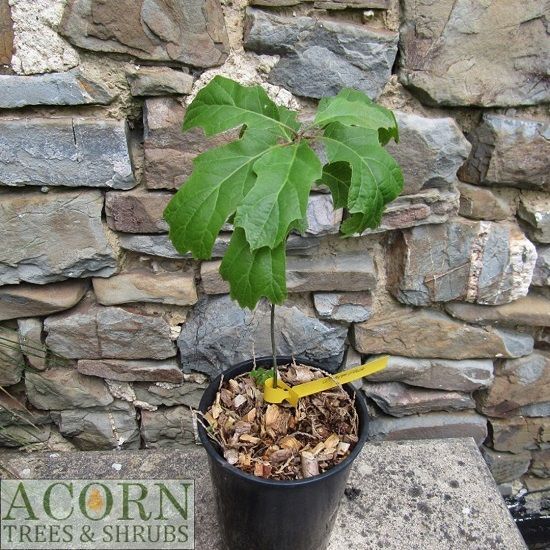 Quercus acerifolia, maple leaf oak 1.4L or 2L rose pot 25-30cm, seed grown