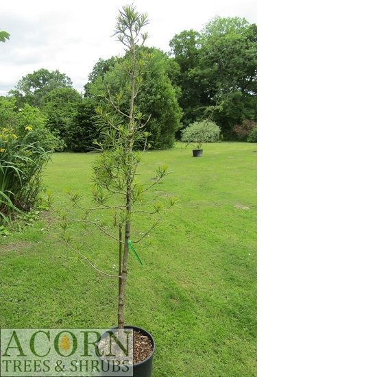 Sciadopitys verticillata, 15L 160-170m EXACT ITEM OFFER