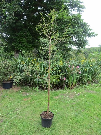 Taxodium distichum 10L 220-230 1.5" diam' stem at base.