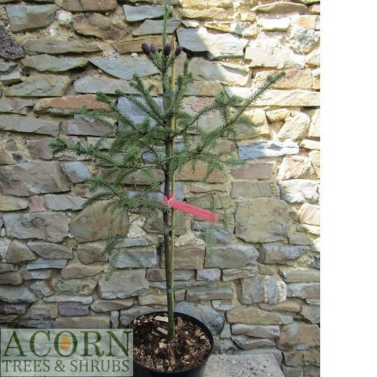 Picea likiangensis, Lijang Spruce, 7.5L 80-90cm