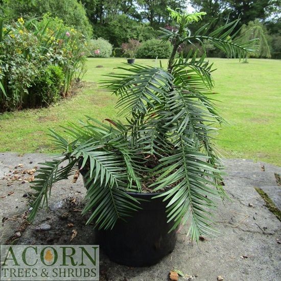 Wollemia nobilis 5L 35-40cm EXACT ITEM OFFER