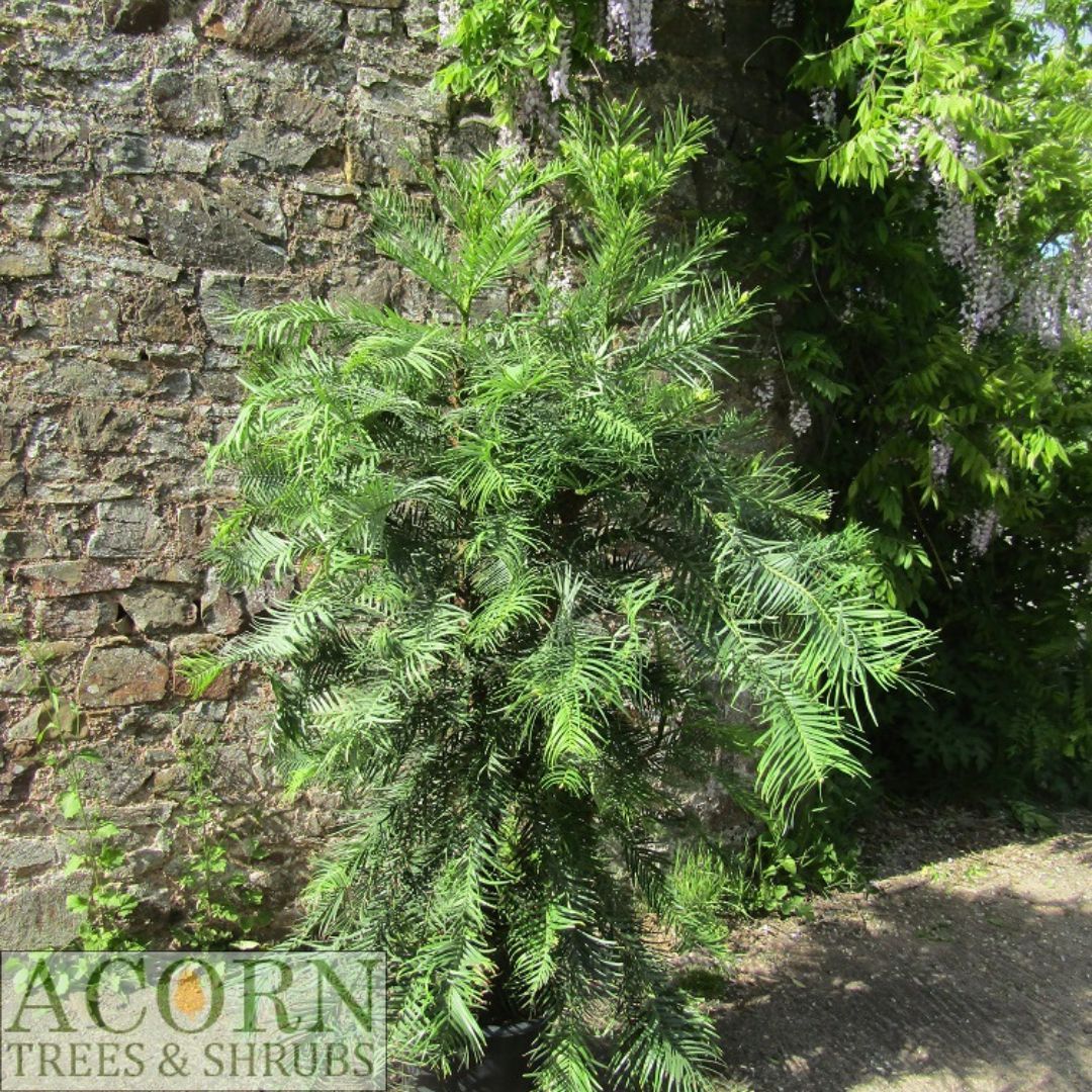 Wollemia nobilis 40L twin stem 180-190x140cm excluding pot height, please email the office, iro 20yrs old EXACT ITEM OFFER
