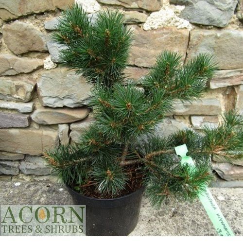 Pinus parviflora kiyomatsu 30-35x32