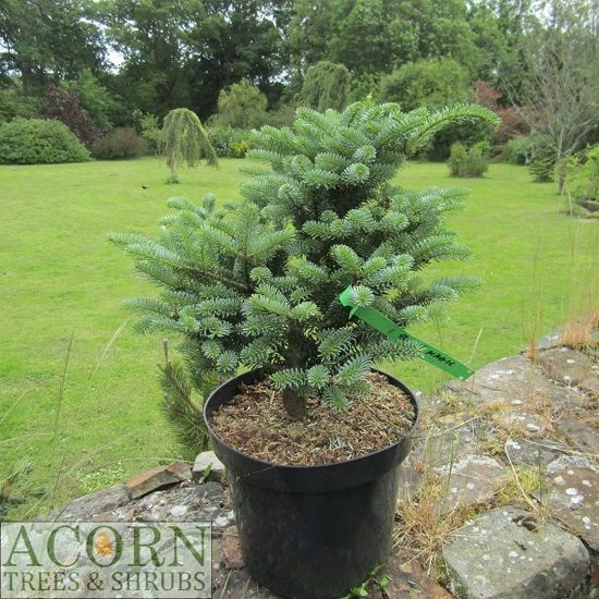 Abies koreana blue magic 7.5L 35-40cm