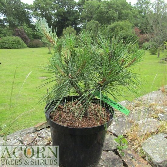 Pinus densiflora Ogon-aka-matsu (golden), Japanese red pine 5L 45-50cm