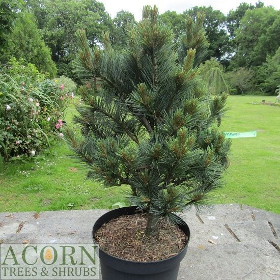 Pinus strobus secrest 15L 70-80cm exact item additional photo-19.04.25