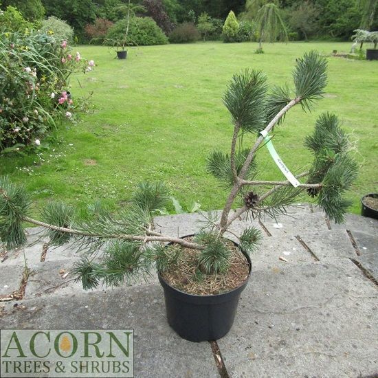 Pinus sylvestris repens 7.5L 70-80(if caned)x100cm