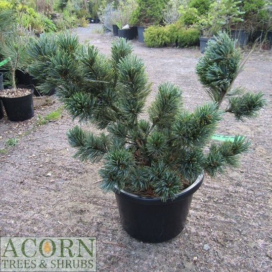 Pinus pumila blue mops 12L 30-50x up to 70cm