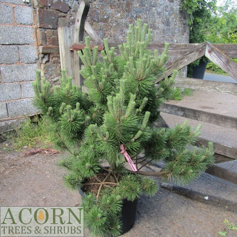 Pinus thunbergii banshosho 40L 110-120x105cm EXACT ITEM OFFER