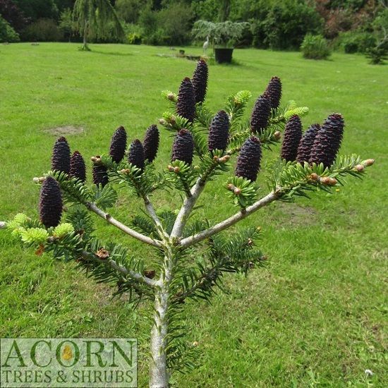Abies koreana blue emperor 10L 80-90cm, EXACT ITEM