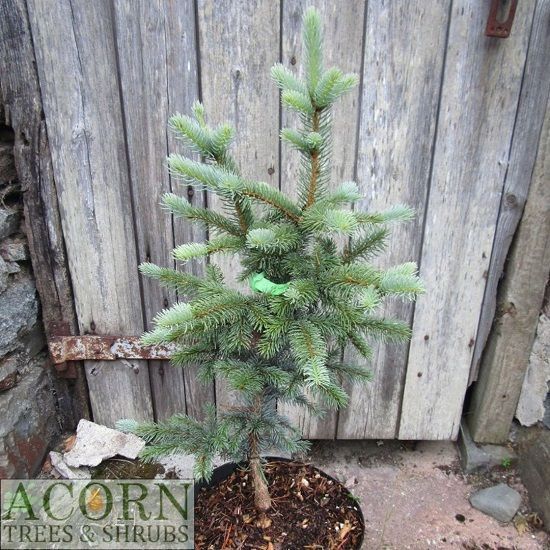 Picea pungens balaton 10L 70cm