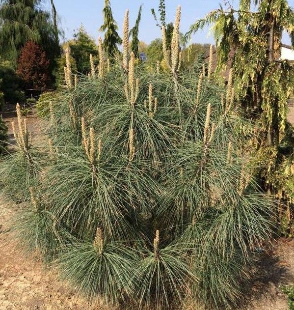 Pinus sabineana Isabella 15L 54-60cm