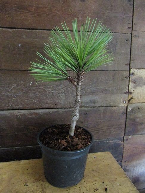 Pinus jeffreyi joppi 30-35cm