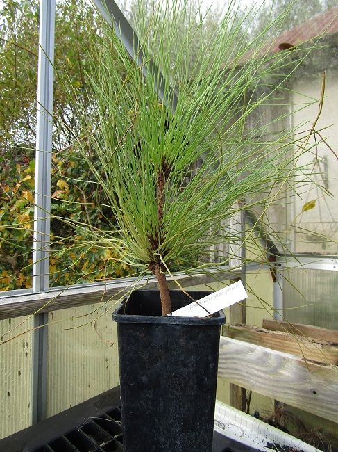 Pinus engelmannii, seedlings, 30-35cm rose pot
