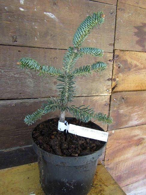 Abies borisii-regis 25-30cm