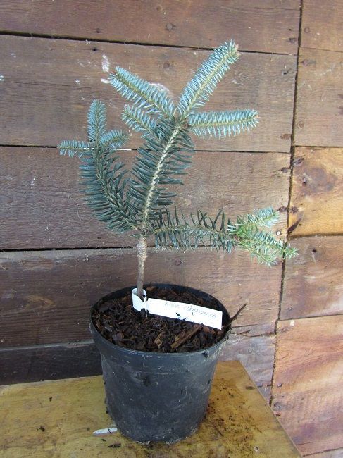 Abies cephalonica (Greek fir) 2L 25-35cm