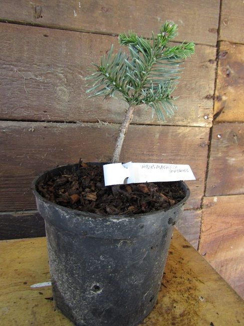 Abies magnifica var. shastensis 1.5L 15-20cm