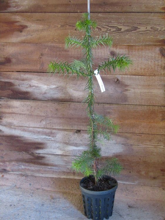 Cunninghamia lanceolata, china fir, 85-95cm