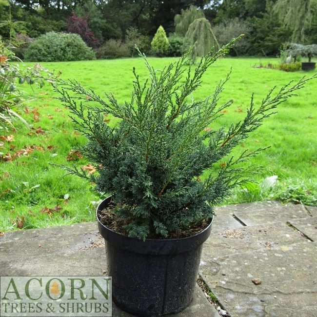 Juniperus chinensis blaauw 7.5L 40-45x50cm