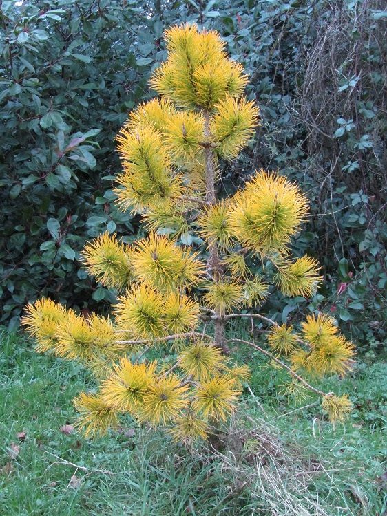 Pinus contorta chief joseph 145-150x100cm, IN STOCK despite red flag, collection only