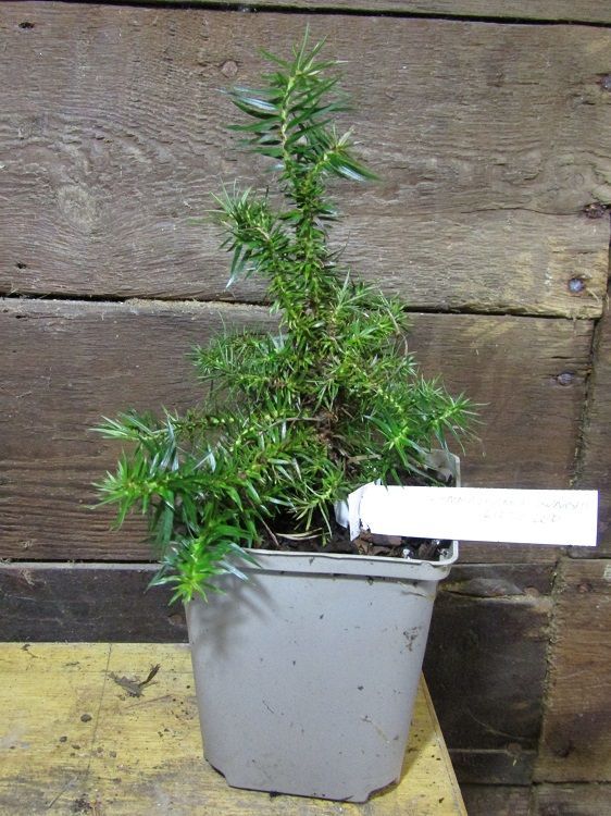 Cunninghamia konishii Little Leo, dwarf Taiwan fir, @20cm