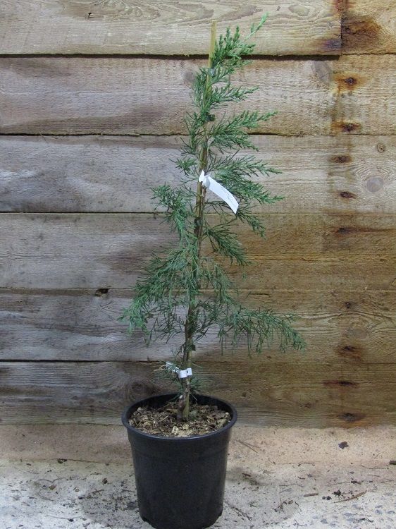 Juniperus bermudiana 5L 75-80cm