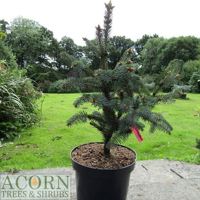 Picea crassifolia, Qinghai spruce  10L 50-60cm