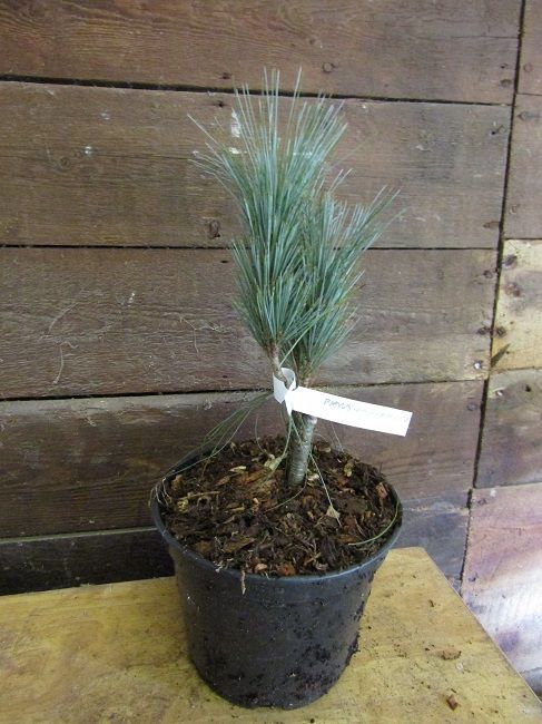 Pinus ayacahuite, Mexican white pine 30cm