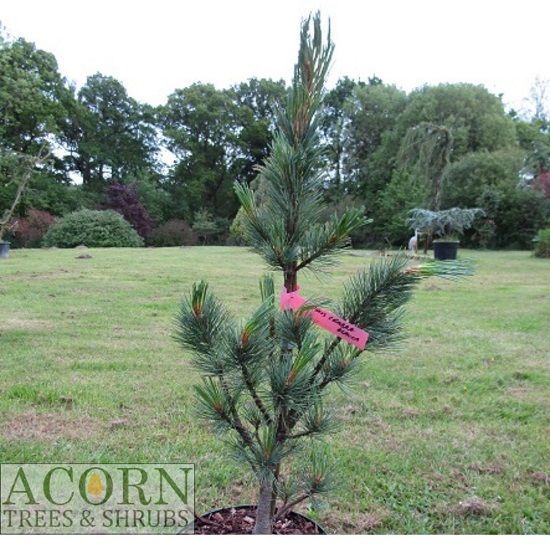 Pinus cembra glauca, blue Swiss stone pine 7.5L 70-80cm