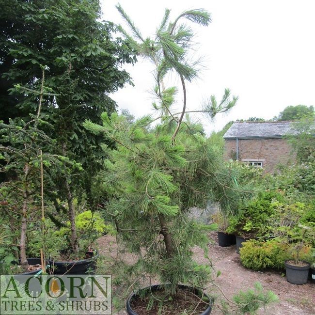 Pinus densiflora Ogon-aka-matsu (golden), Japanese red pine 45L 220-240x170