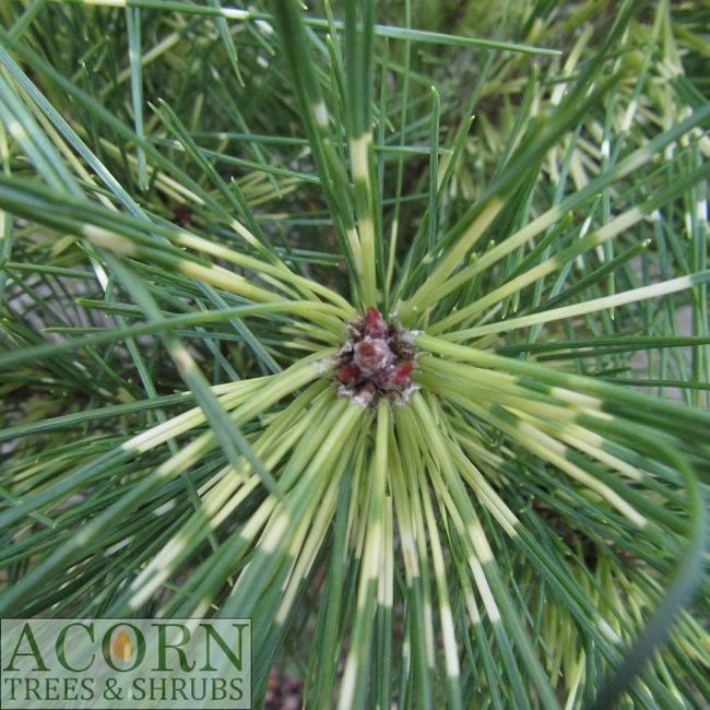 Pinus densiflora Burkes red variegated 10L 80-90x80cm