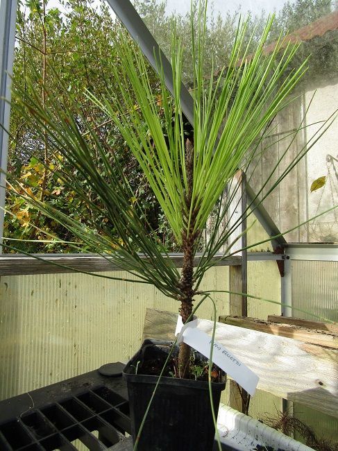 Pinus elliottii 30-35cm