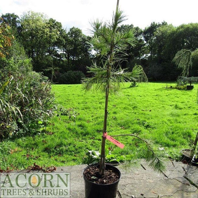 Pinus greggii, Gregg's pine 7.5L 100-110cm