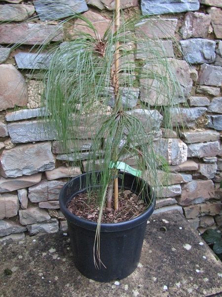 Pinus montezumae  8L 50cm exact item photo taken Jan '25