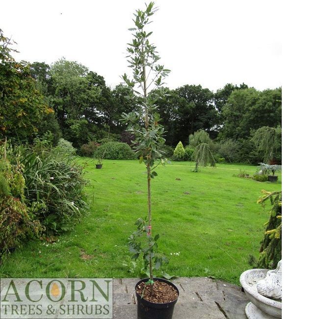 Quercus hispanica lucombeana, 10L 6foot