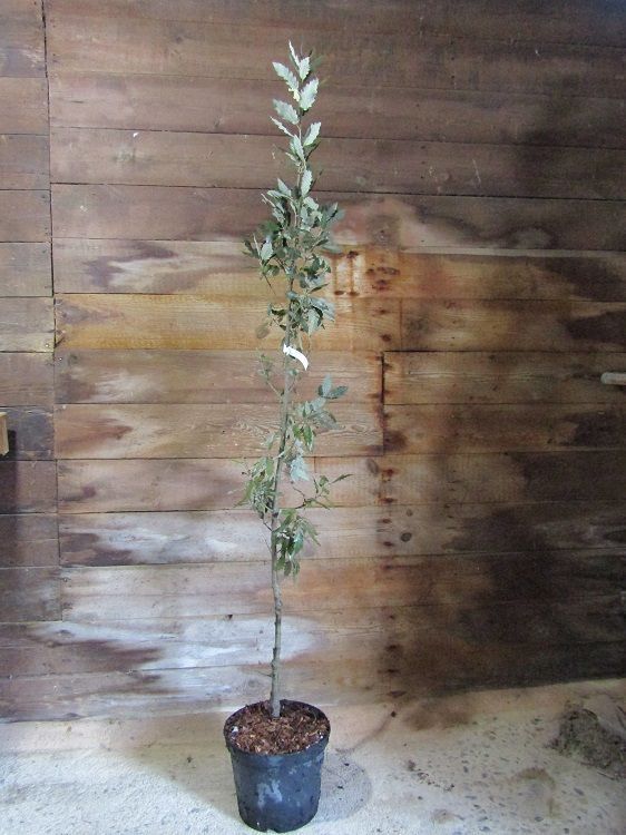 Quercus hispanica fulhamensis 10L 180-200m
