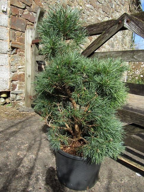 Pinus sylvestris chantry blue MULTISTEM 25L 90-100x80cm