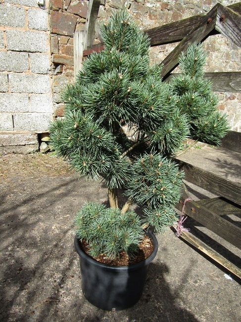 Pinus sylvestris glauca 20L 96-100 x80cm MULTISTEM SPECIMEN