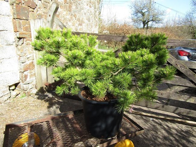 Pinus densiflora low glow 50L 60-65x140cm MULTI STEM SPECIMEN