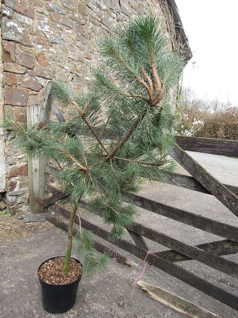 Pinus thunbergii, Japanese black pine 15L 160-170x130cm iro 16yrs seed grown SPECIMEN