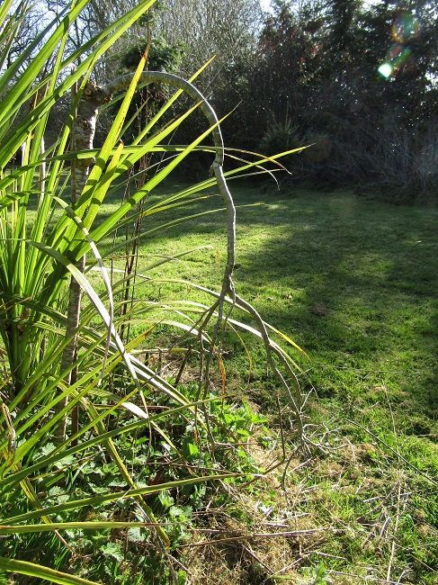 Caragana arborescens pendula for Laura 107cm