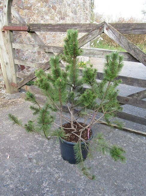 Pinus uncinata, mountain pine, 20L 90-100x120cm multi stem with surface branching. iro 15yrs old