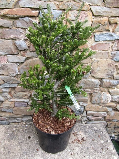 Abies koreana silberlocke(silver curls) 10L 68-75cm