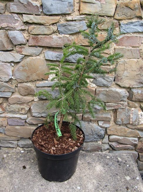 Picea glehnii 7.5L 60-70cm,
