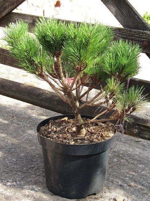 Pinus densiflora Aka-bandaisho, Japanese red pine, 10L 40-50x50cm