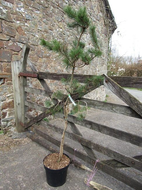 Pinus densiflora, Japanese red pine, 15L 169-170cm EXACT ITEM OFFER