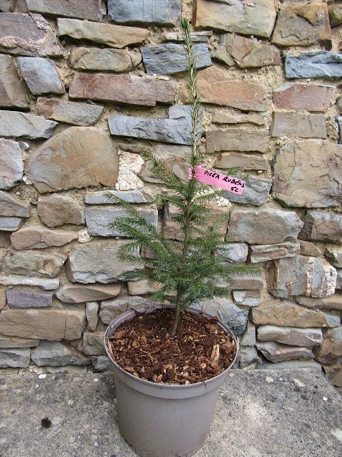 Picea rubens, red spruce 5L 45-60cm