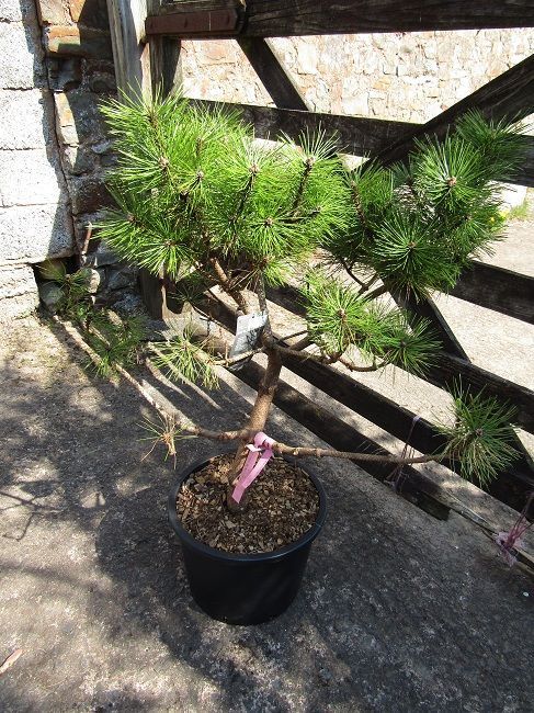 Pinus densiflora Jane kluis 20L 80-90x70cm