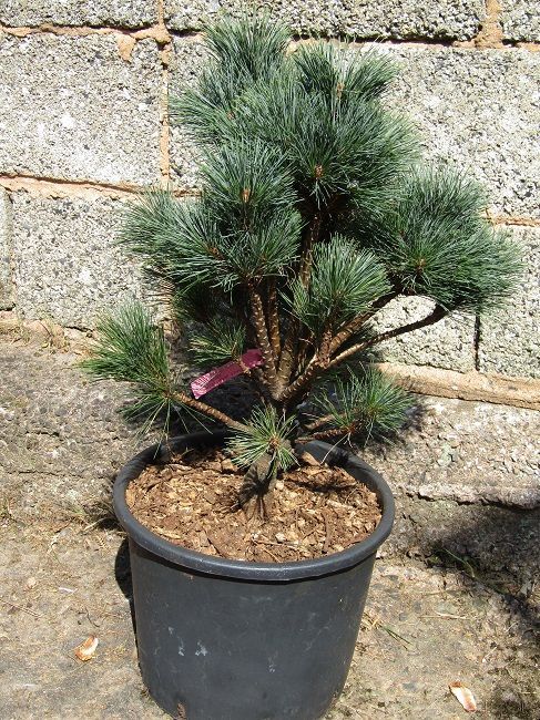 Pinus monticola snow white 15L 55-60cm