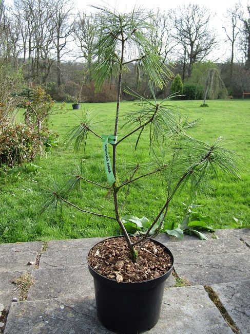 Pinus wallichiana nana 5L 60-70cm